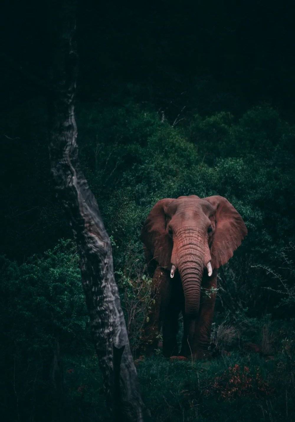 △密林中的大象/unsplash<br>