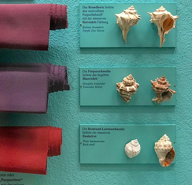 不同海螺对应的染料颜色 图片来源：wiki<br>