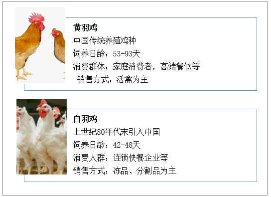 从国外引进的白羽鸡品种比中国传统鸡品种的出栏时间短、成本低<br>