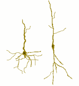 锥体神经元（左，哺乳类动物前额叶皮质的主要神经活动单位）和细胞梭形细胞（右）。图片来源：wikipedia<br label=图片备注 class=text-img-note>