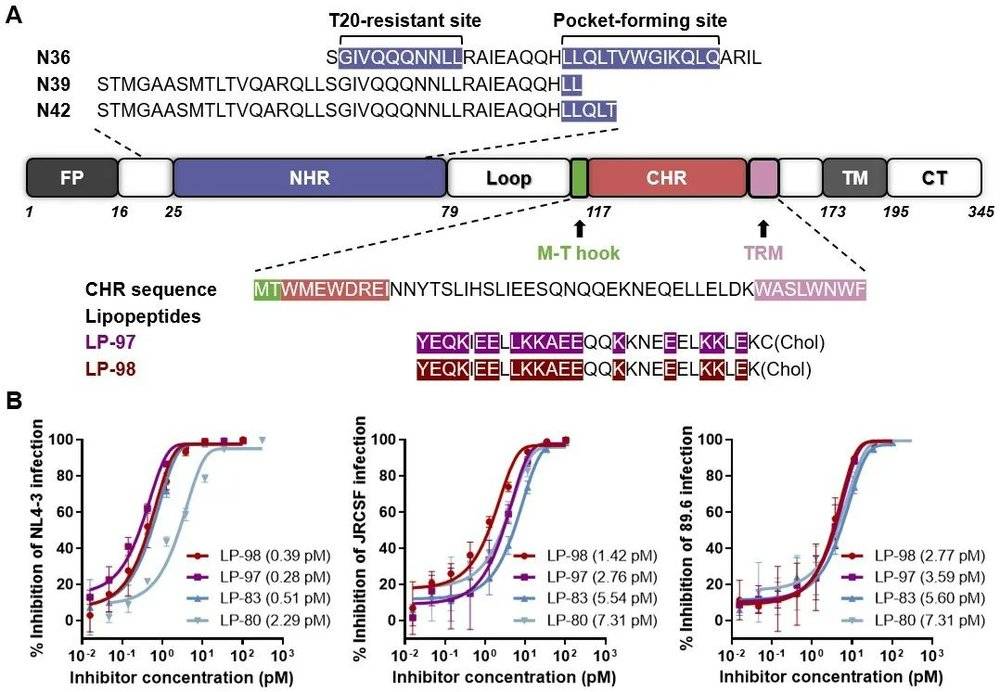 HIV融合蛋白gp41结构及脂肽结构和抗病毒活性示意图（图片来源：参考资料[1]）<br>