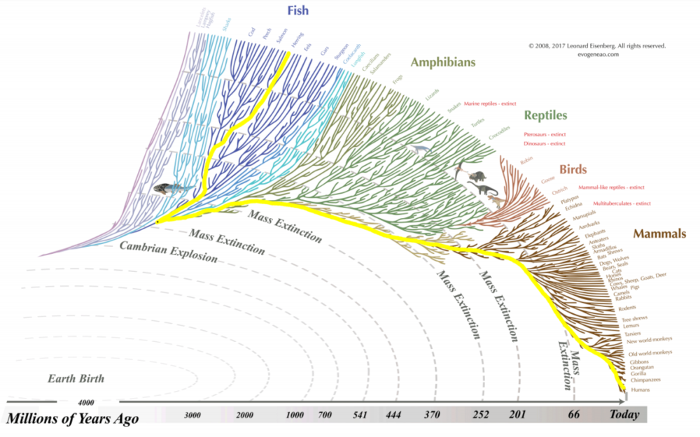 进化树/图源：王球<br>