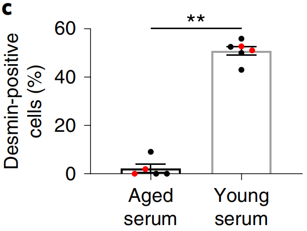 在衰老来源和年轻来源血清中培养的肌间线蛋白阳性肌肉干细胞的比例<br>