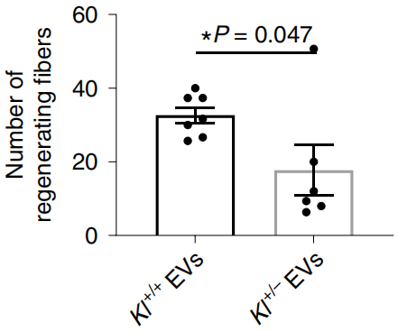Kl+/+组和Kl+/-组再生肌纤维的数量<br>