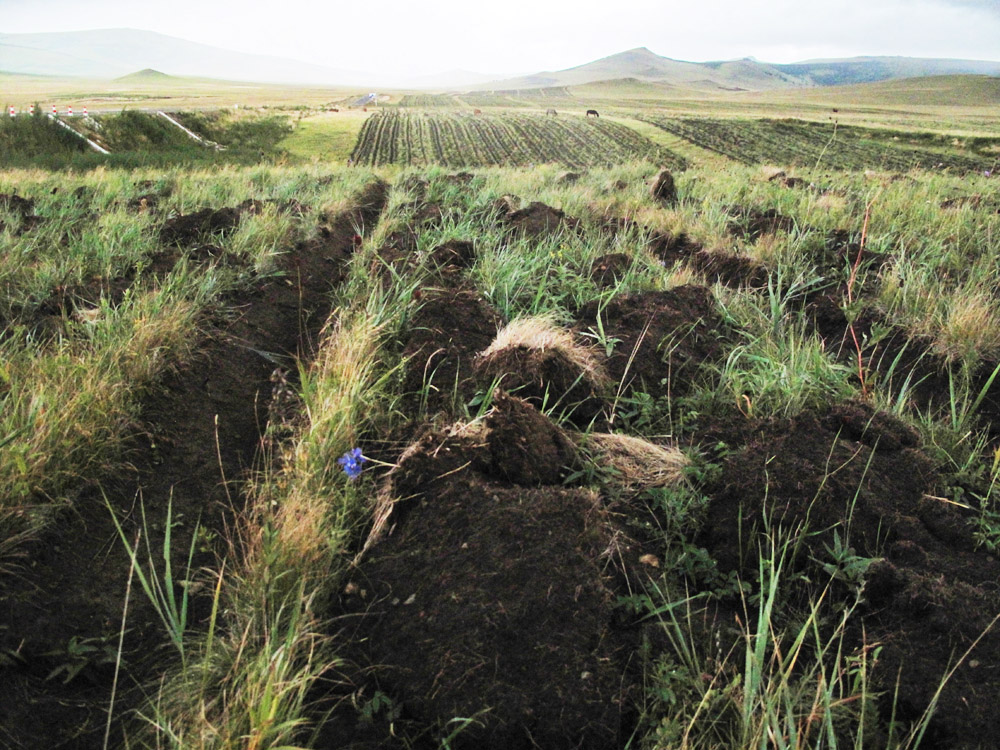 ●内蒙古草原开垦种树现场。<br>