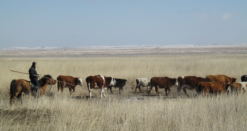 ●牧民居住分散，每天赶牛去奶站根本实现不了。<br>