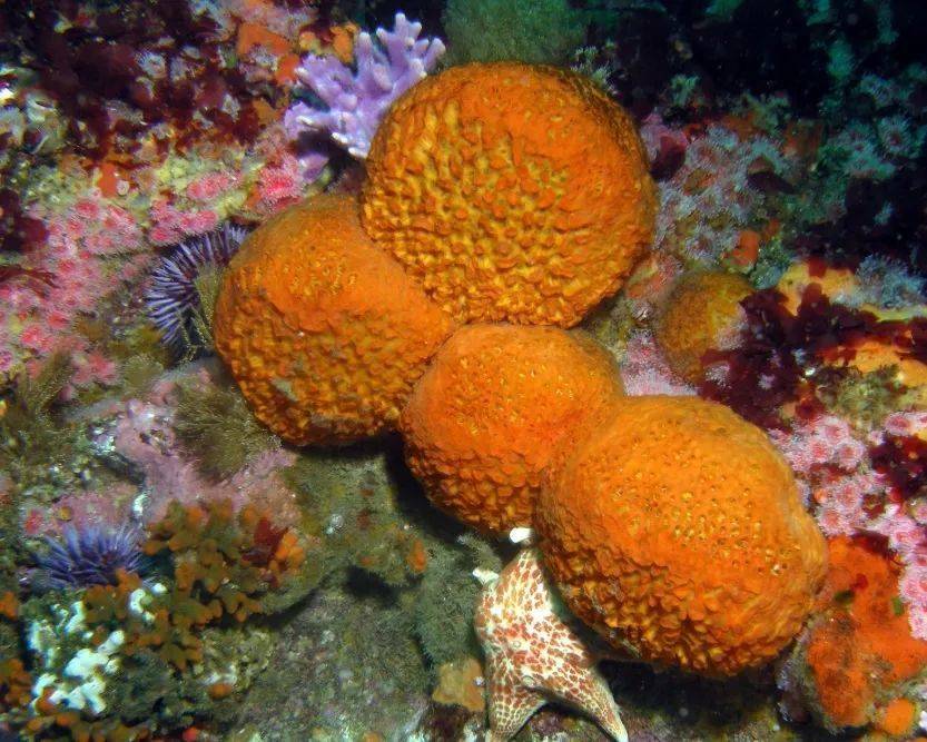 图1. 马勃菌海绵（Tethya californiana ）|By Ed Bierman - Flickr: Puffball Sponge, Tethya aurantia, CC BY 2.0, https://commons.wikimedia.org/w/index.php?curid=18999005<br>