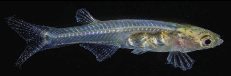 图7 通体透明的小鱼（Danionella translucida），体长仅1厘米上下<sup label=图片备注 class=text-img-note>[1]</sup>。<br>