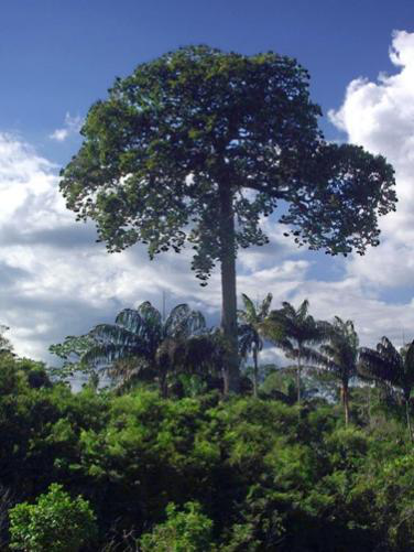 巴西坚果树 （图源：wikipedia）<br>