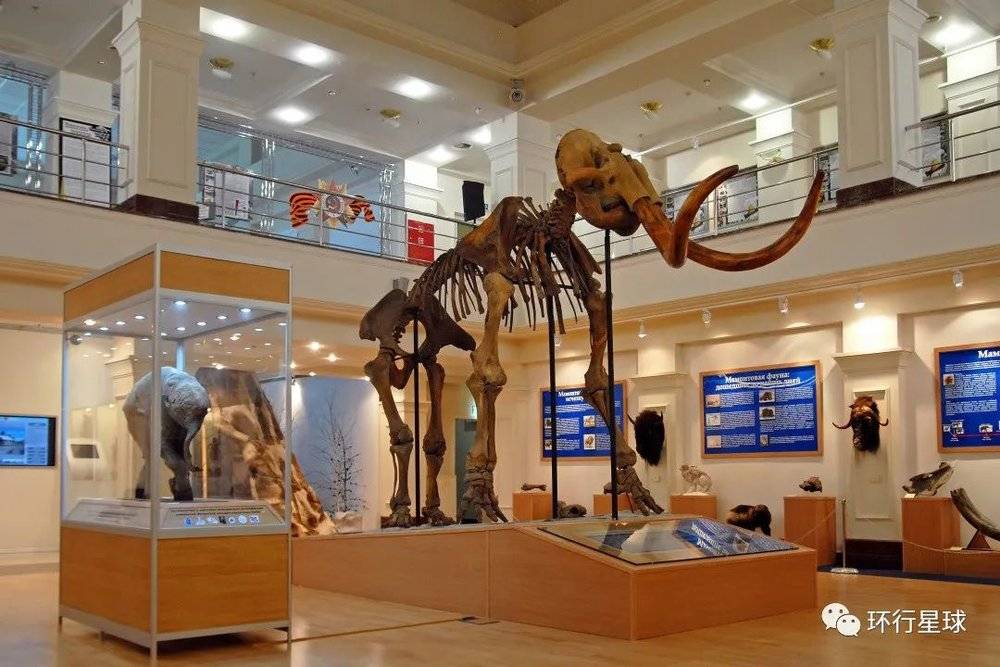 博物馆的猛犸象骨架（小只的和大只的） 图：Kirill Skorobogatko