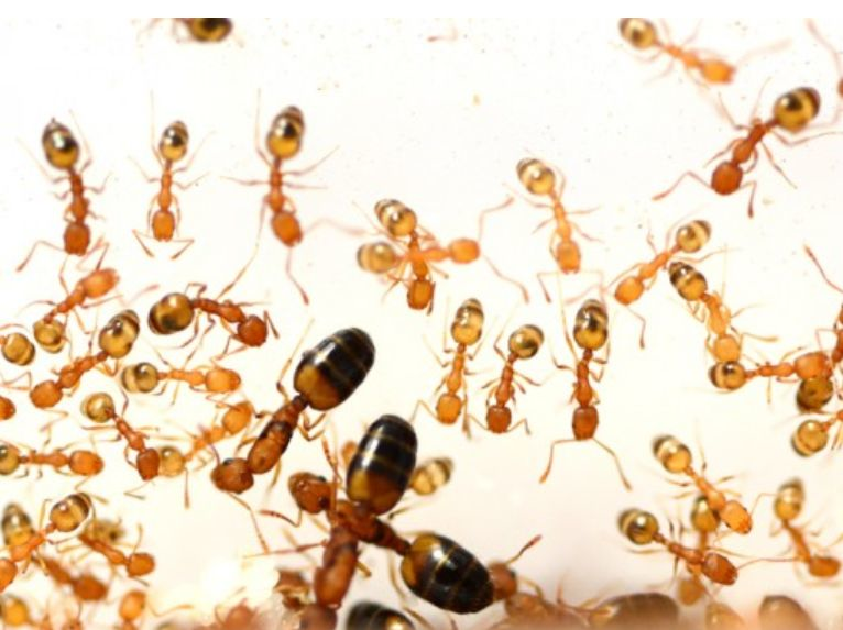 法老王蚁（又称法老小家蚁） |  高琼华 / 中国科学院昆明动物研究所
