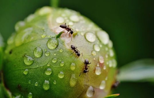 蚂蚁如何使用信息素交流呢？| Pixabay