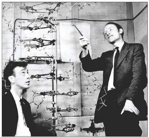 发现双螺旋结构的詹姆斯·沃森(左)与弗朗西斯·克里克（右） | Wikimedia Commons