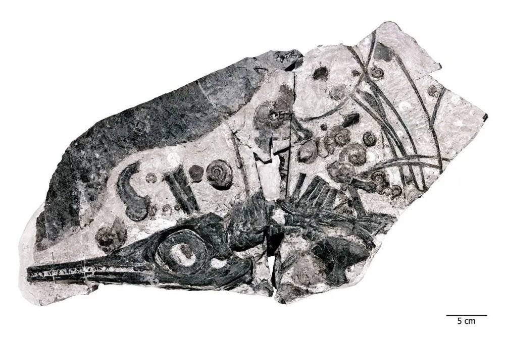  一具被菊石包围的鱼龙化石，这可能是它们成长为庞然大物的食物来源。| 图片参考：Georg Oleschinski / University of Bonn, Germany<br label=图片备注 class=text-img-note>