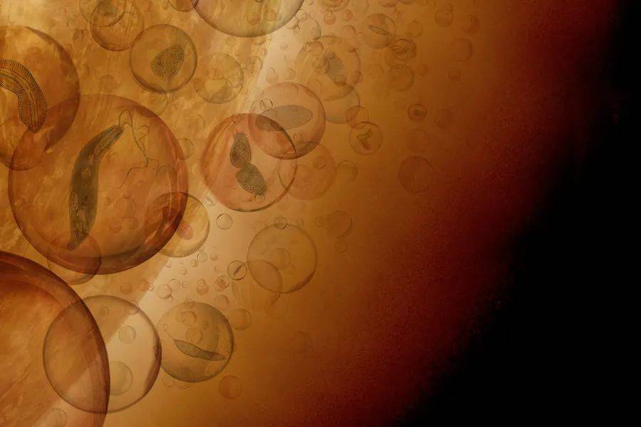  艺术构想图：存在于金星大气云层中的生物圈。在这张图中，假想的微生物生活在金星云层的保护性云粒子中，它们随风飘散到金星各处。| 图片来源：J. Petkowska via MIT News