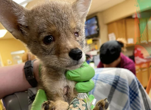 受伤的郊狼幼崽。图片来源：Apple Valley Animal Hospital<br>