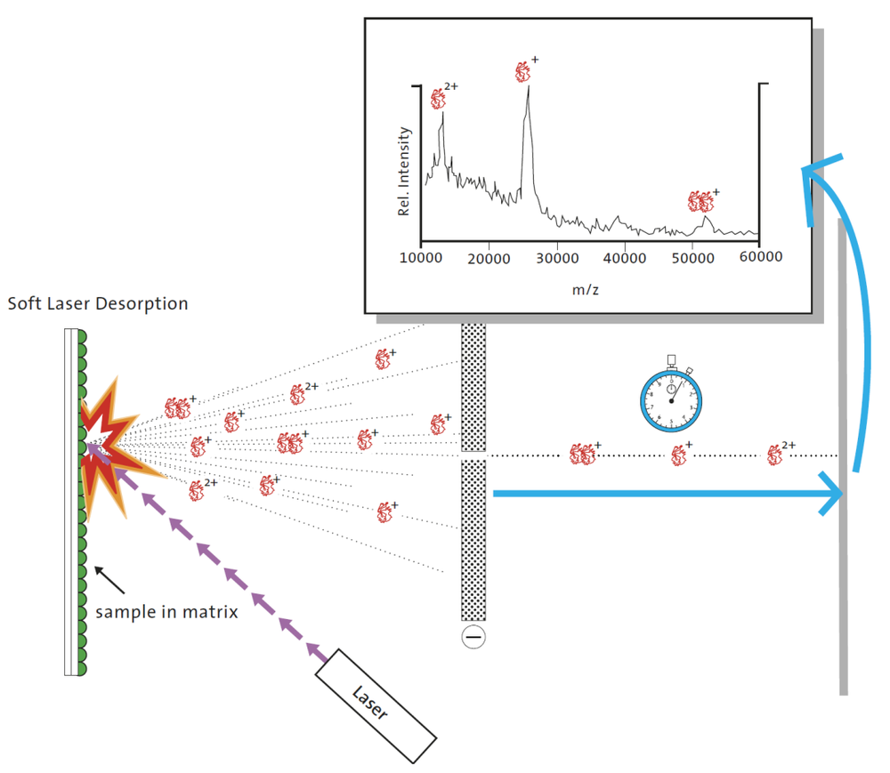 图1：真空中激光快速致热引发的去吸附可能使大分子从液相蒸发进入气相，并通过飞行时间质谱仪(TOF-MS)检测到完整的分子离子峰。来源：https://www.nobelprize.org/uploads/2018/06/advanced-chemistryprize2002.pdf<br>