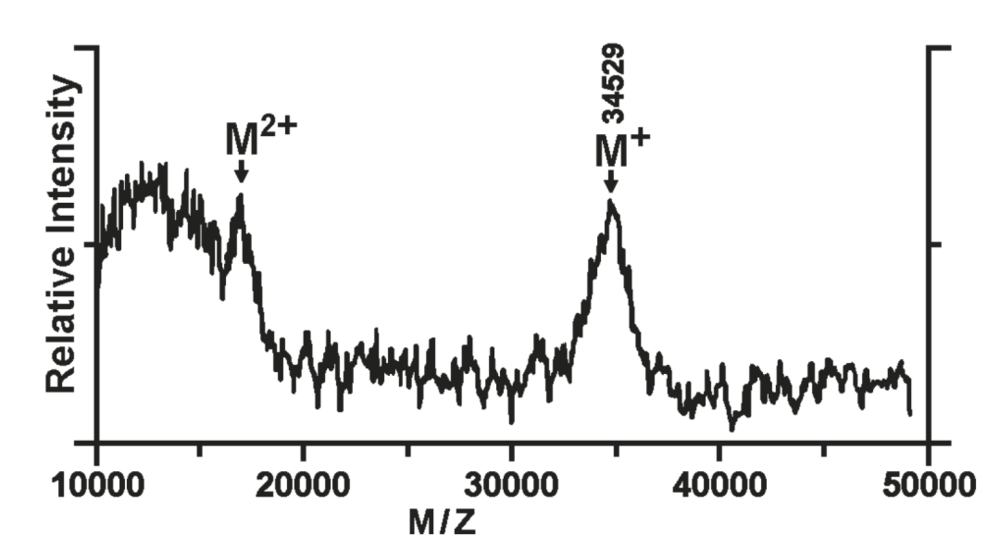 图6：通过UFMP-甘油混合介质检测到的羧肽酶完整分子离子峰。来源：Tanaka, K. (2002) Nobel Lecture。<br>
