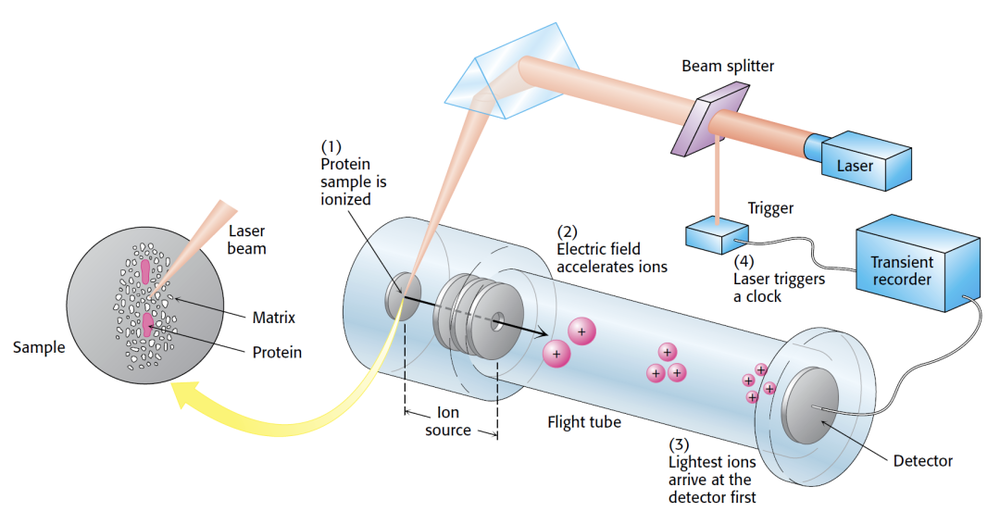 图11：现代介质辅助激光去吸附离子化质谱仪的工作流程。来源：Berg, J.M., Tymoczko, J.L., Gatto, G.J. & Stryer, L. (2015) Biochemistry, 8th Edition, W.H. Freeman & Company.<br>
