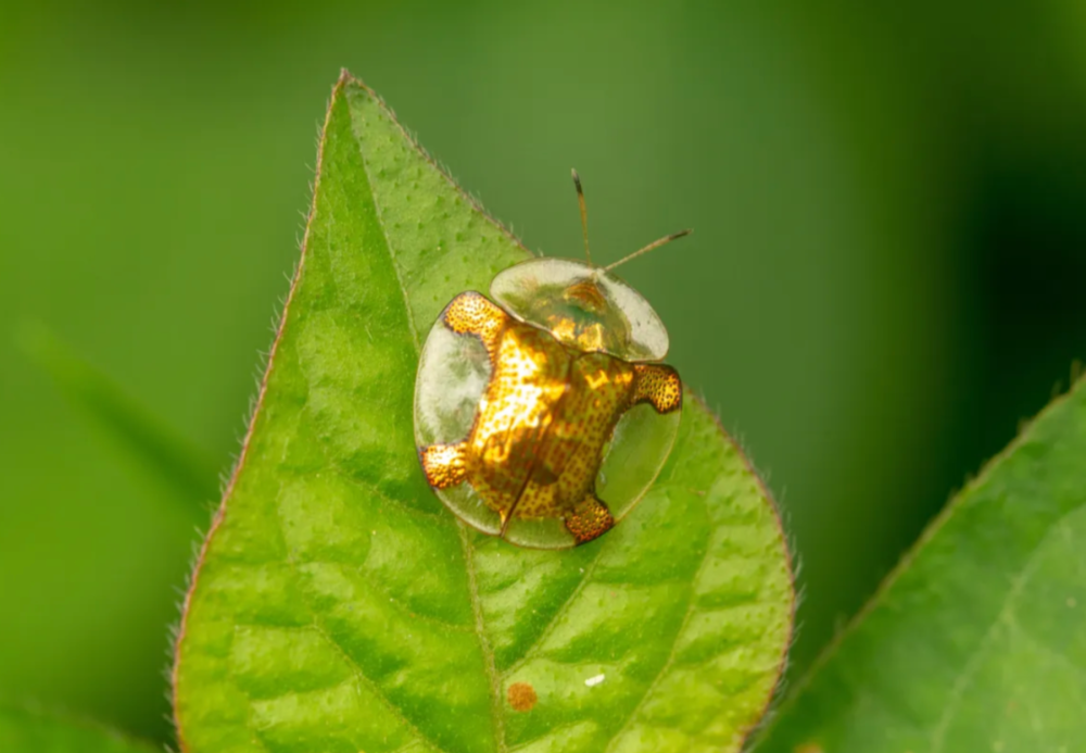 就昆虫而言，黄金龟甲虫异乎寻常地善于表达自己的情绪。图源：Alamy<br>