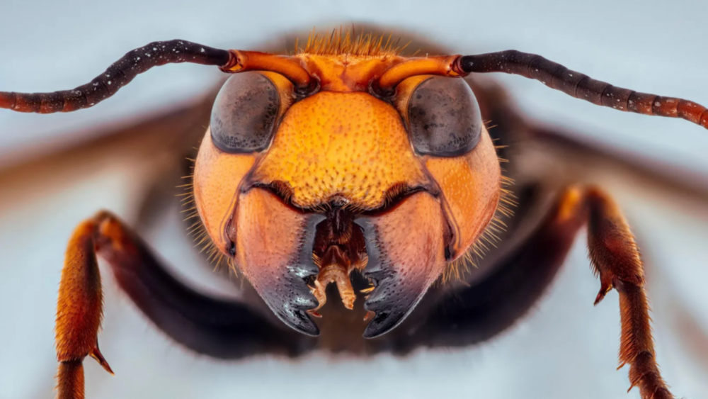 在“屠宰季”，巨大的亚洲大黄蜂群会对蜜蜂发起凶猛的攻击，将成年蜜蜂斩首并吃掉它们的后代。© Alamy<br>