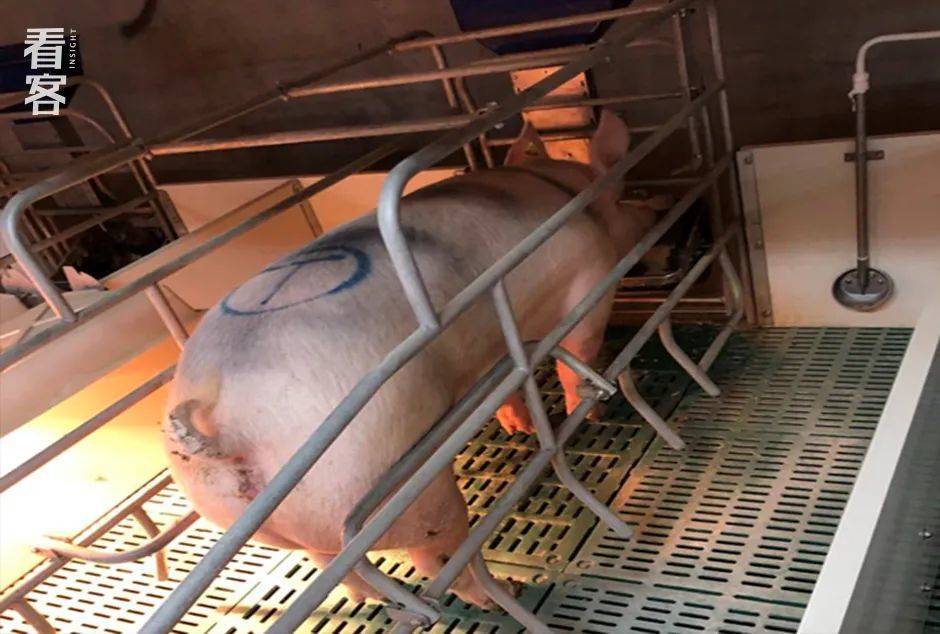 母猪的专用产房，温度对母猪生产尤为重要<br>