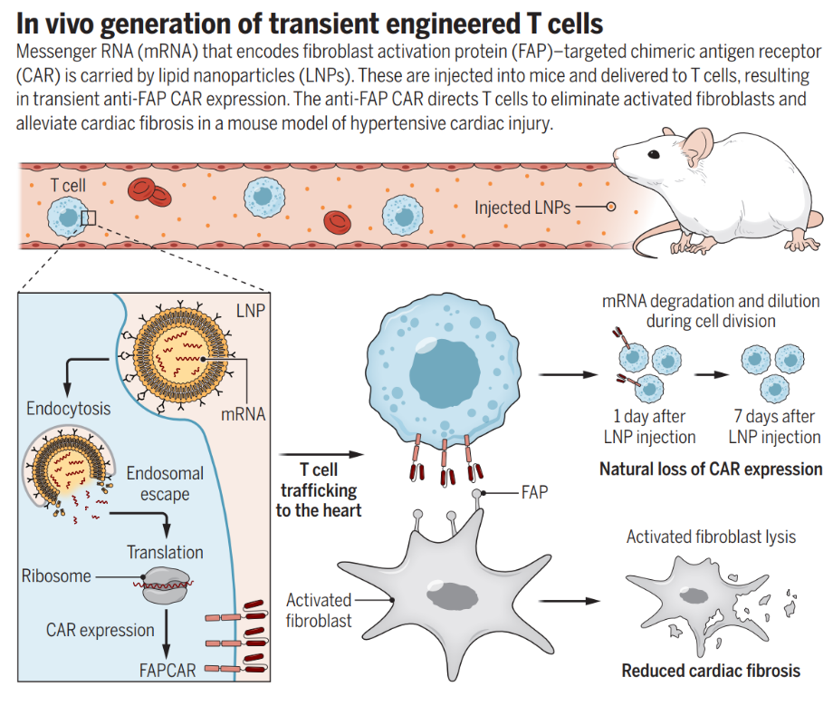 体内生成瞬时工程化T细胞 | 参考文献[2]