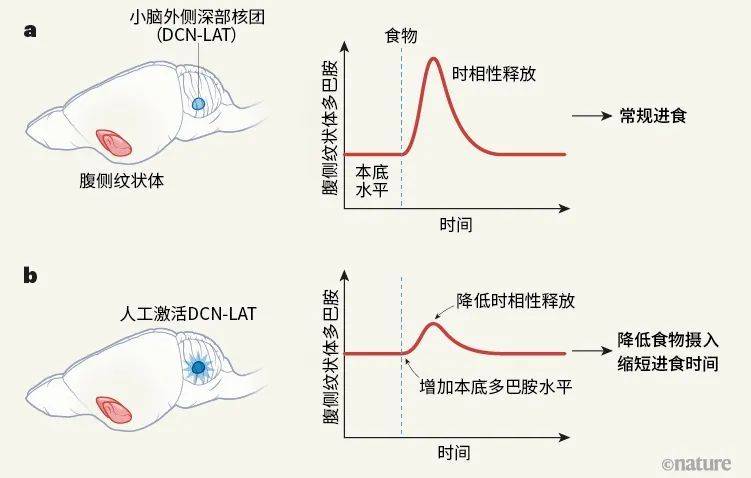 图1 | 小脑中的一组神经元能调节食物的奖赏值。Low等人[1]研究了人工激活小脑中一群神经元对小鼠进食行为的影响。a，另一个称为腹侧纹状体的脑区中神经递质分子多巴胺水平的快速、短暂（即时相性）增加，反映了食物的奖赏价值。b，使用化学遗传学的方法人为激活小脑外侧深部核团（DCN-LAT）中的一组神经元，提高了小鼠中多巴胺的本底水平。这一本底水平提高导致多巴胺的时相性释放降低。侧向DCN神经元激活的小鼠比对照组小鼠吃的食物少——主要是因为它们的单次进食时长比对照组短。<br>