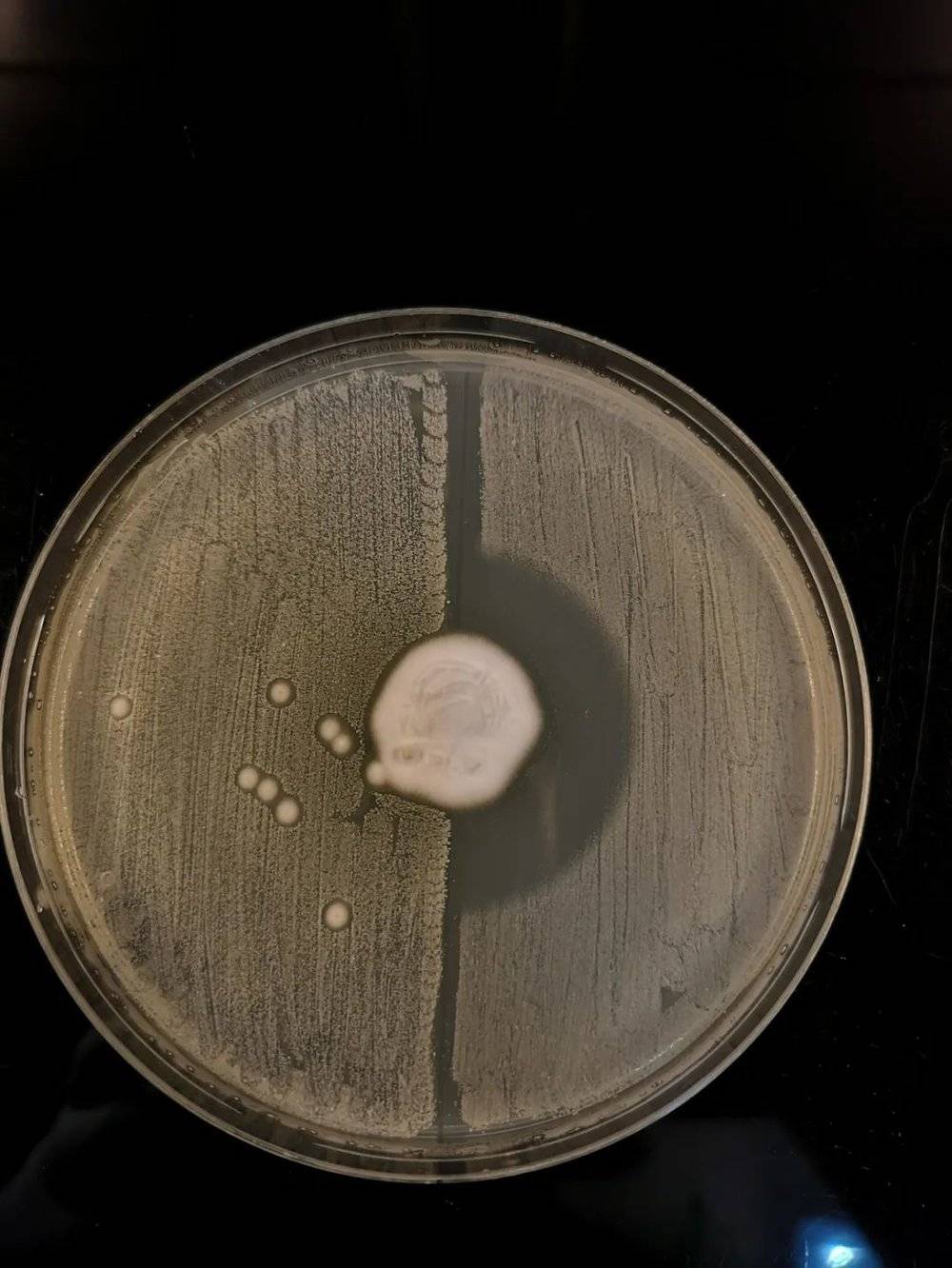 ▲真菌T. erinacei与MRSA在培养皿中的反应示意图（图片来源：Claire L. Raisen）<br label=图片备注 class=text-img-note>