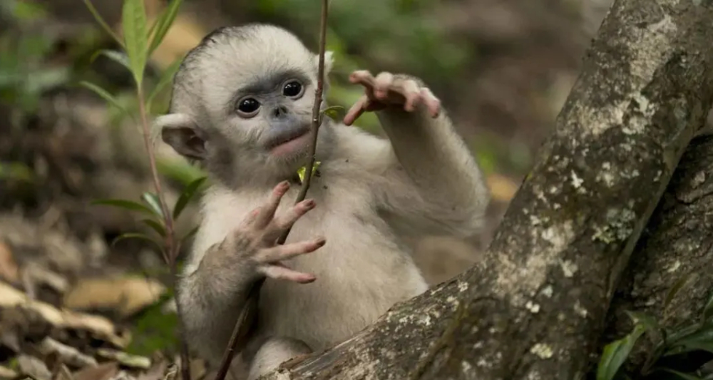 上图：母猴抱着小猴。@公众号：白马雪山滇金丝猴<br label=图片备注 class=text-img-note>