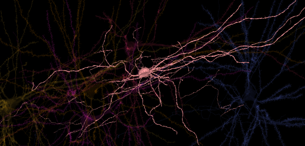 来自谷歌人类皮层重建的单个人类枝形吊灯神经元，以及与该细胞连接的一些锥体神经元。<br label=图片备注 class=text-img-note>