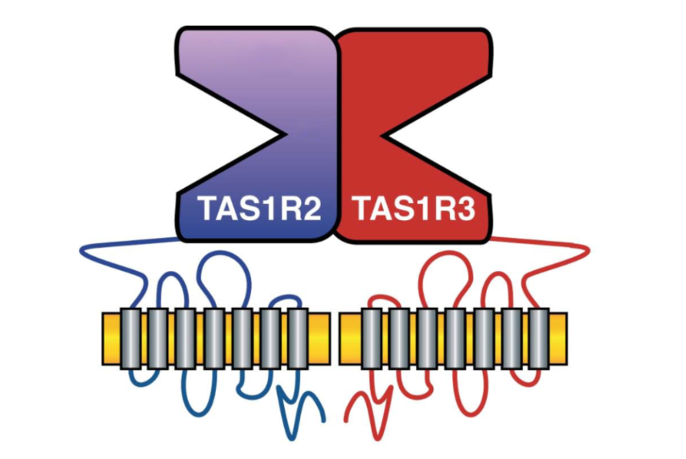 TAS1R2/3感受器示意，它由TAS1R2和TAS1R3构成。｜图片来源：Bubbl via Wiki Commons under CC BY-SA