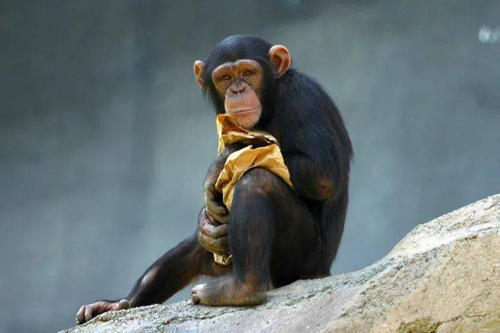 黑猩猩：合着和你像我就要被迫捐献器官？（图源：Wikipedia | Aaron Logan）