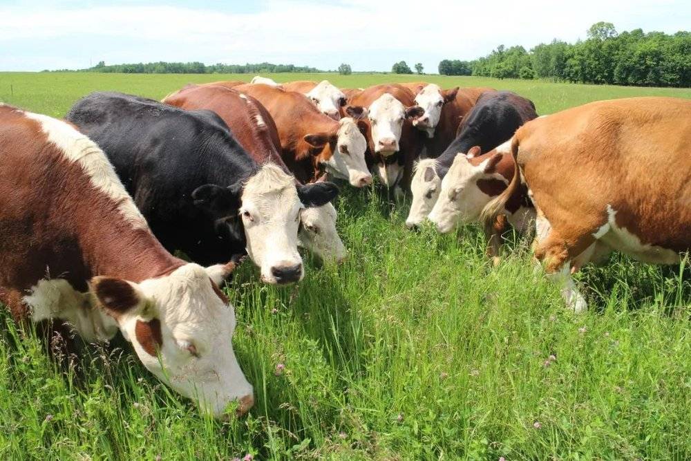 在欧美澳等发达国家，也有越来越多的养殖户模仿传统放牧的模式，散养动物。图为美国威斯康星州一个养牛户，在上百公顷的草场上只养了100多头牛。图：天乐