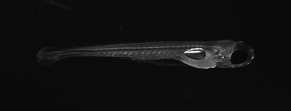 斑马鱼特别适合作为神经科学研究的动物模型。| 图片来源：Zhuowei Du and Don B. Arnold, CC BY-NC-ND<br label=图片备注 class=text-img-note>