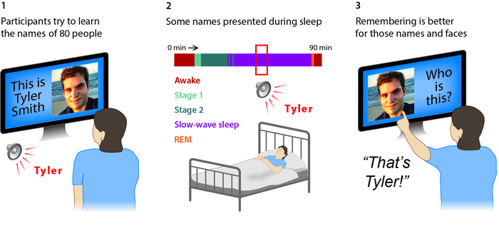 惠特莫尔等人的实验主要有三个阶段。首先，被试学习 80 对人脸-姓名关联。接下来，他们一边睡觉，一边接受脑电图监测，以确定睡眠阶段。在被试慢波睡眠期间，研究团队在背景音乐中轻柔地播报 20 个人名。最后，被试进行记忆测试。测试显示，在睡眠期间重新激活记忆有助于增强记忆力，但只有在睡眠不受声音干扰的情况下才能实现。图片来源：Nathan Whitmore, Northwestern University<br label=图片备注 class=text-img-note>