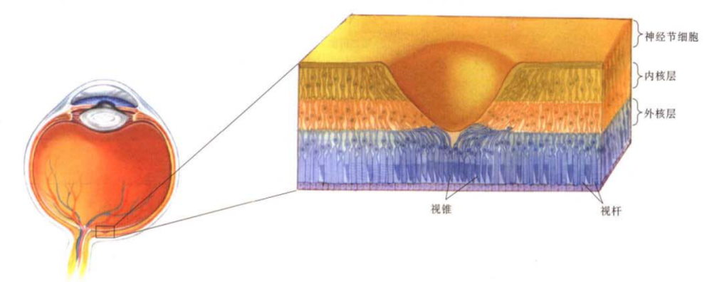 图6. 视网膜解剖结构<sup>[4]</sup>