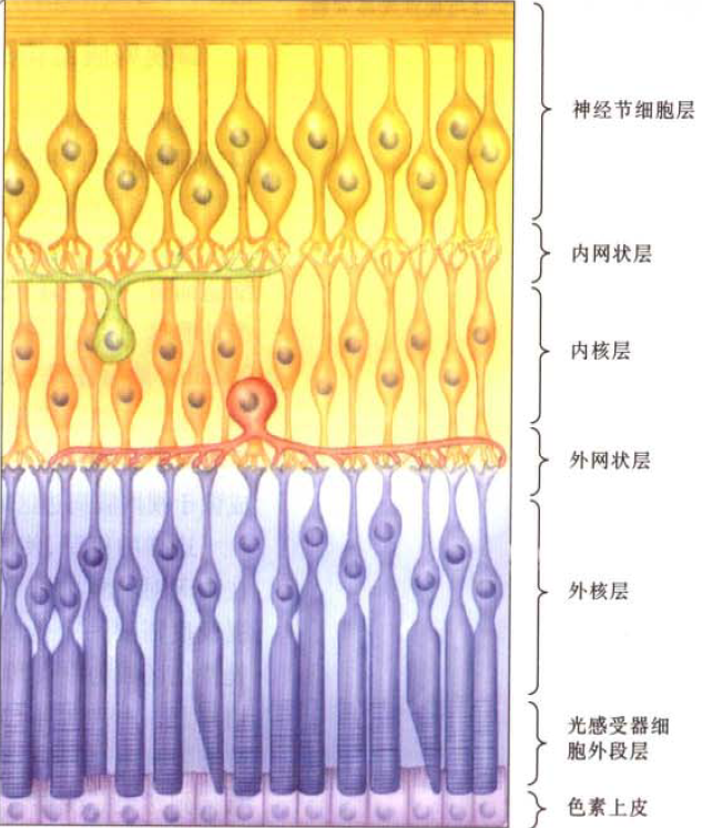 图7. 视网膜分层结构<sup>[4]</sup><br>