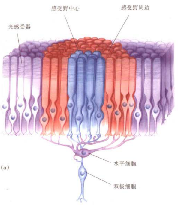 图8. 中心-周围感受野示意图<sup>[4]</sup><br>