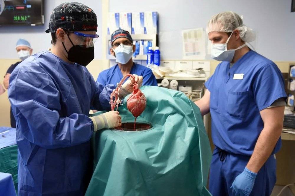 手术将要移植的猪心脏<br>