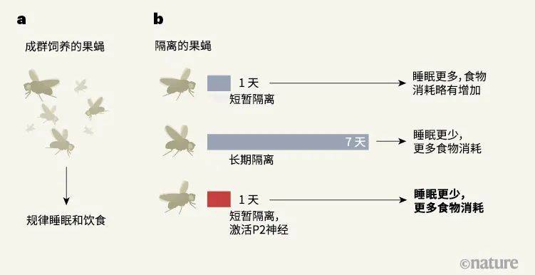 图1 | 隔离对果蝇Drosophila melanogaster的影响。a，果蝇通常生活在社会群体中。b，Li等人[2]发现，当果蝇被短暂隔离（1天）会表现出睡眠时间的增加及食物消耗略有增加。然而，当果蝇被长期隔离（7天），它们却表现出睡眠不足，并且比群养的果蝇进食更多。作者发现，在短期隔离的果蝇中，人为激活大脑上部称为P2神经元的一组神经元细胞会诱发与长期隔离的果蝇中观察到的行为变化相类似的行为。P2神经元投射到果蝇大脑的扇形体，而其他神经元则控制进食和睡眠（未展示）。综上，这些发现表明P2神经元可能会“跟踪”隔离期的持续时间，随之变得更加活跃，从而导致行为随时间发生变化。<br label=图片备注 class=text-img-note>