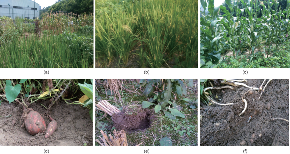 图1 “土壤化”的沙子：植物生长的理想载体。(a)“土壤化”的沙子中生长的各种植物；(b)“土壤化”的细粒径沙子中生长的稻谷；(c)“土壤化”的粗粒径沙子中生长的玉米；(d)“土壤化”的中粒径沙子中生长的红薯；(e)稻谷收割后，在“土壤”表面形成的藻类结皮；(f)“土壤化”的沙子中的昆虫幼虫<br>