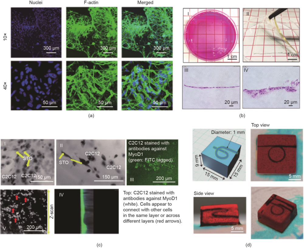  图9（a）3D生物打印水凝胶中细胞微丝网络荧光染色图。转载自参考文献，经American Chemical Society许可，©2018。（b）3D打印包载成纤维细胞的SF/PEG水凝胶表明形成的角蛋白层。转载自参考文献，经Elsevier许可，©2019。（c）STO成纤维细胞与C2C12成肌细胞共培养界面。MyoD1：肌原性调节蛋白。转载自参考文献，经Wiley许可，©2019。（d）3D打印水凝胶中空可灌流的螺旋导管结构（直径为1 mm）。转载自参考文献，经American Chemical Society许可，©2018<br>