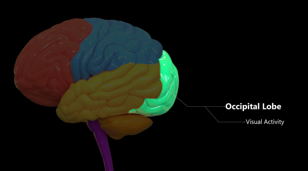 人类大脑枕叶 （Occipital Lobe）| 图：Biology Dictionary<br label=图片备注 class=text-img-note>