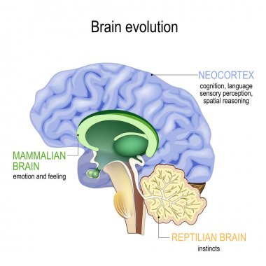 早期生物的大脑只有图中绿色的部分，大脑皮层（图中蓝色区域）是逐渐进化出来的 | 图：Dreamstime<br label=图片备注 class=text-img-note>