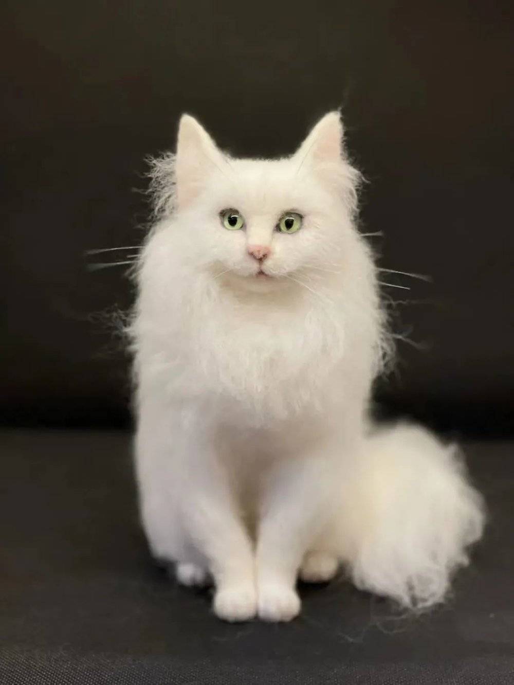 图 | 李帛用羊毛毡做的宠物猫模型<br>