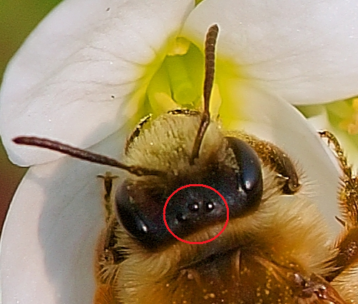 蜜蜂和熊蜂头顶有3个感光的单眼。图片来源：wikimedia<br label=图片备注 class=text-img-note>
