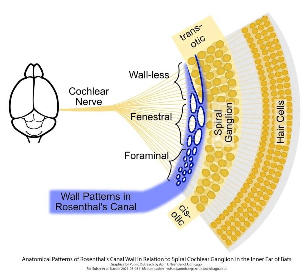 ▲蝙蝠内耳中罗森塔尔管壁与螺旋状耳神经节的解剖学模式（图片来源：April Neander）