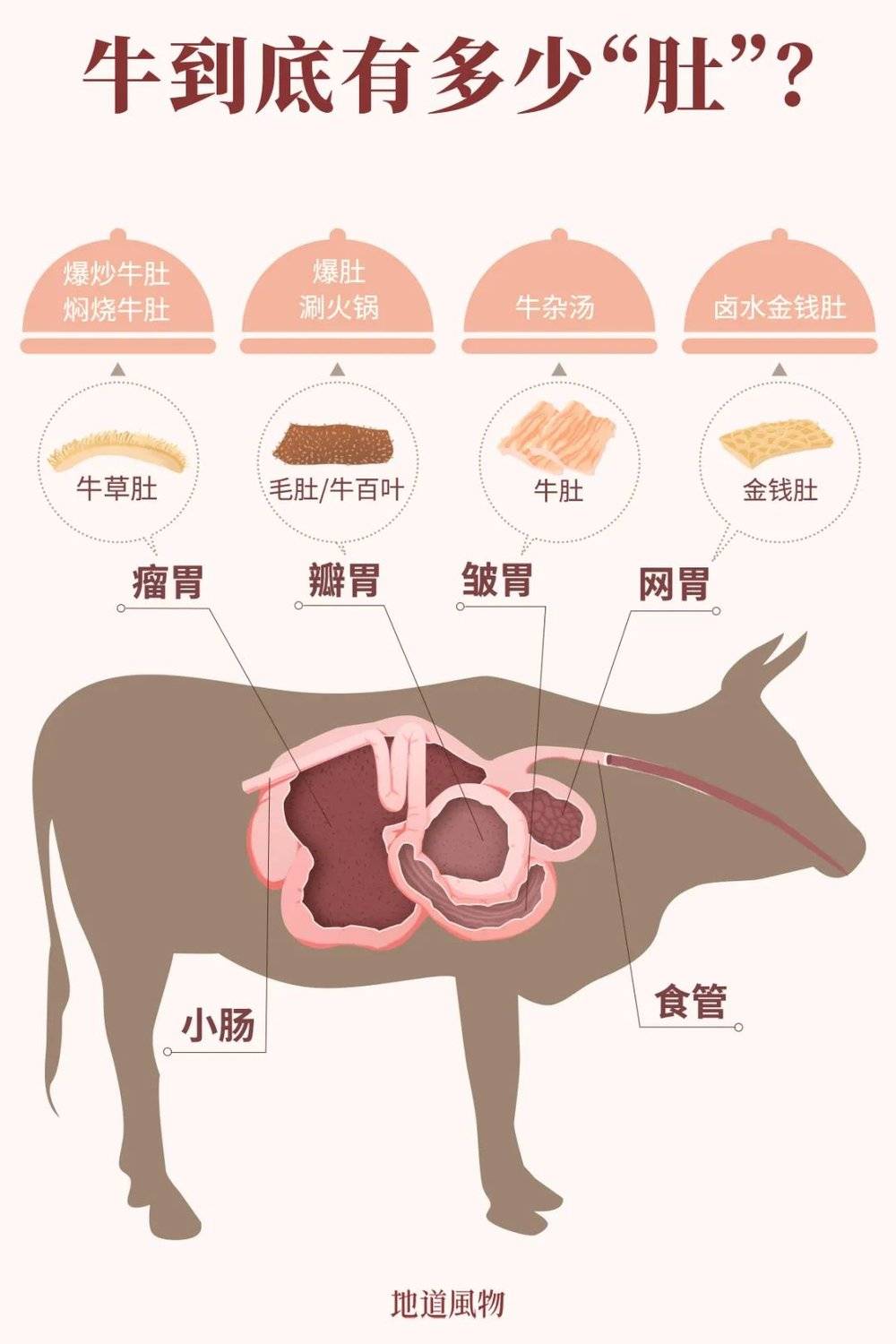 牛胃在吃货眼里，分别叫啥？设计/吴玖洋