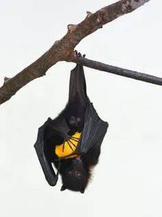 一只果蝠享用甜食丨图片来源：Avalon/Getty Images<br>